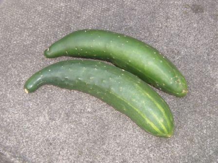  cucumber