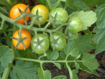 ~ Cheery Tomatoes ~